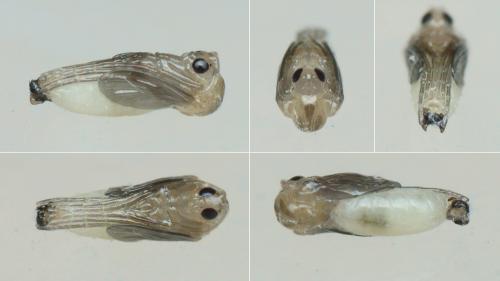 Réf. 222 846 : Phronia conformis